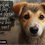 Resimli kopek sozleri sokak kopekleri sevgi ilgi