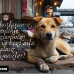Sadik dostlarimiz kopekler